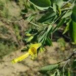 Nicotiana glaucaFlower