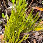 Lycopodium clavatumBlatt