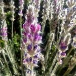 Oxytropis splendens Kvet