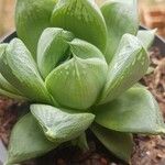 Haworthia cymbiformisFrunză