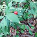 Ruscus hypoglossum Fruit