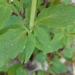 Valeriana dioica পাতা