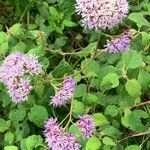 Vernonia brachycalyx Blomma