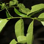 Pterocarpus violaceus Φύλλο