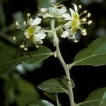 Quillaja saponaria Flower