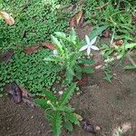 Hippobroma longiflora Leaf