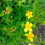 Hypericum kalmianum Flor