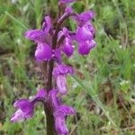 Anacamptis morioFlower