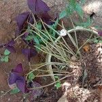 Oxalis triangularis Habitus