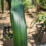 Yucca gigantea Blad