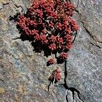 Sedum brevifolium Flower