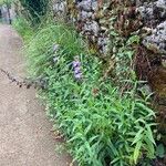 Penstemon cobaea Hábito