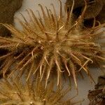 Xanthium orientale Frutto