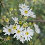 Chiliotrichum diffusum Flower