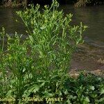 Ranunculus sceleratus Habit