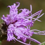 Liatris squarrosa Kukka