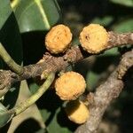 Ficus salicifolia Fruit