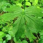 Astrantia major Leaf