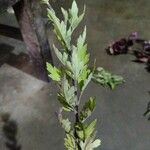 Artemisia vulgaris Folio