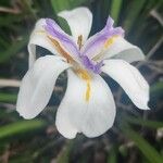 Dietes grandifloraЦветок