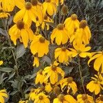 Rudbeckia nitidaFlower