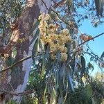 Eucalyptus camaldulensis Цвят