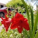 Hippeastrum reginaeVirág