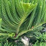 Araucaria columnaris برگ