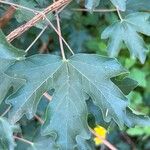 Acer campestreBlad