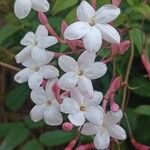 Jasminum polyanthum Fleur