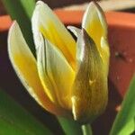 Tulipa tarda Květ