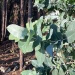 Eucalyptus globulus Folha