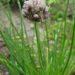 Allium schoenoprasum Hábito