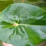 Anthurium formosum ഇല