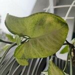 Syngonium podophyllum ഇല