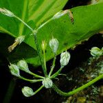 Primula bulleyana Blomma