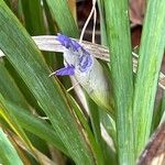 Iris unguicularis Flower