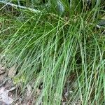 Festuca heterophylla Hoja