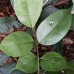Rourea coccinea Leaf