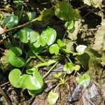 Heteranthera reniformis Hoja