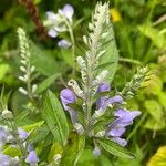 Scutellaria incana Blüte