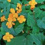 Begonia sutherlandii Flower