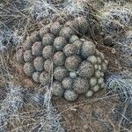 Mammillaria heyderi Fuelha