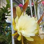 Epiphyllum oxypetalumBlüte
