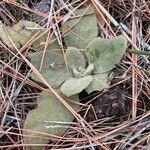 Verbascum thapsusFrunză