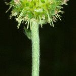 Acaena novae-zelandiae 花