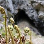 Dryopteris fragrans Levél