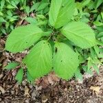 Panax quinquefolius Blad