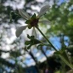 Nasa triphylla Flower