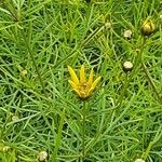 Coreopsis verticillata Flower